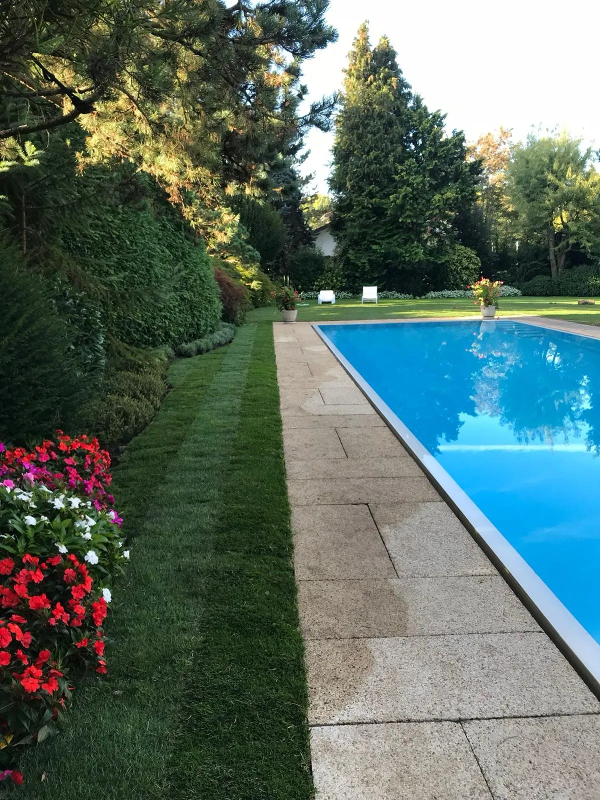 Pelouse tondue et massif fleuri le long d’une piscine, haie de conifères taillée
