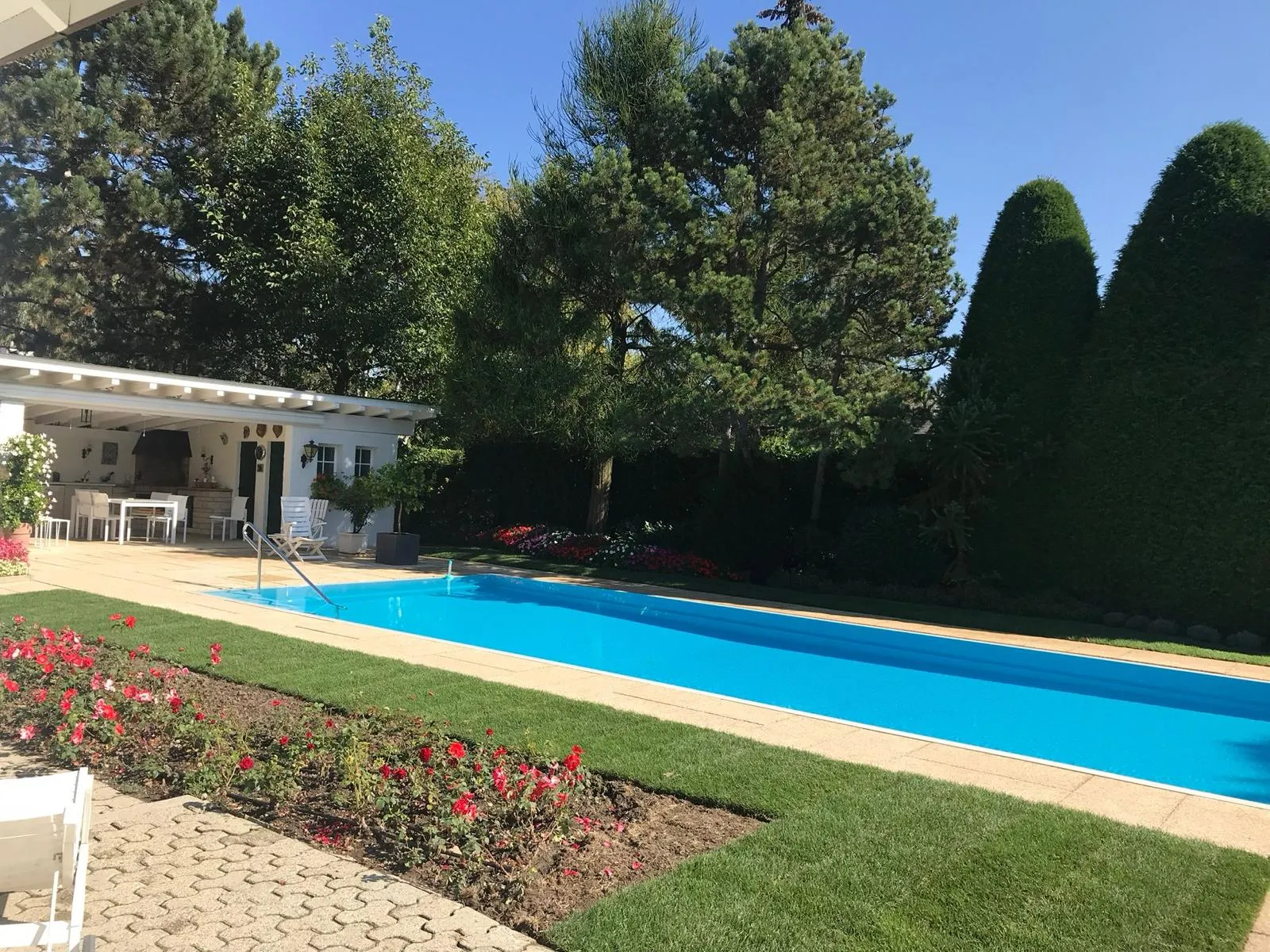 Piscine bordée de pelouse et de rosiers, haie de conifères taillée