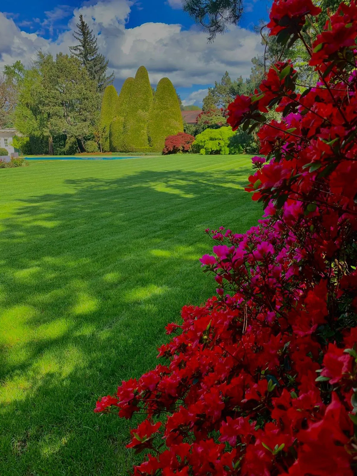 Azalées en fleurs au bord d’une grande pelouse
