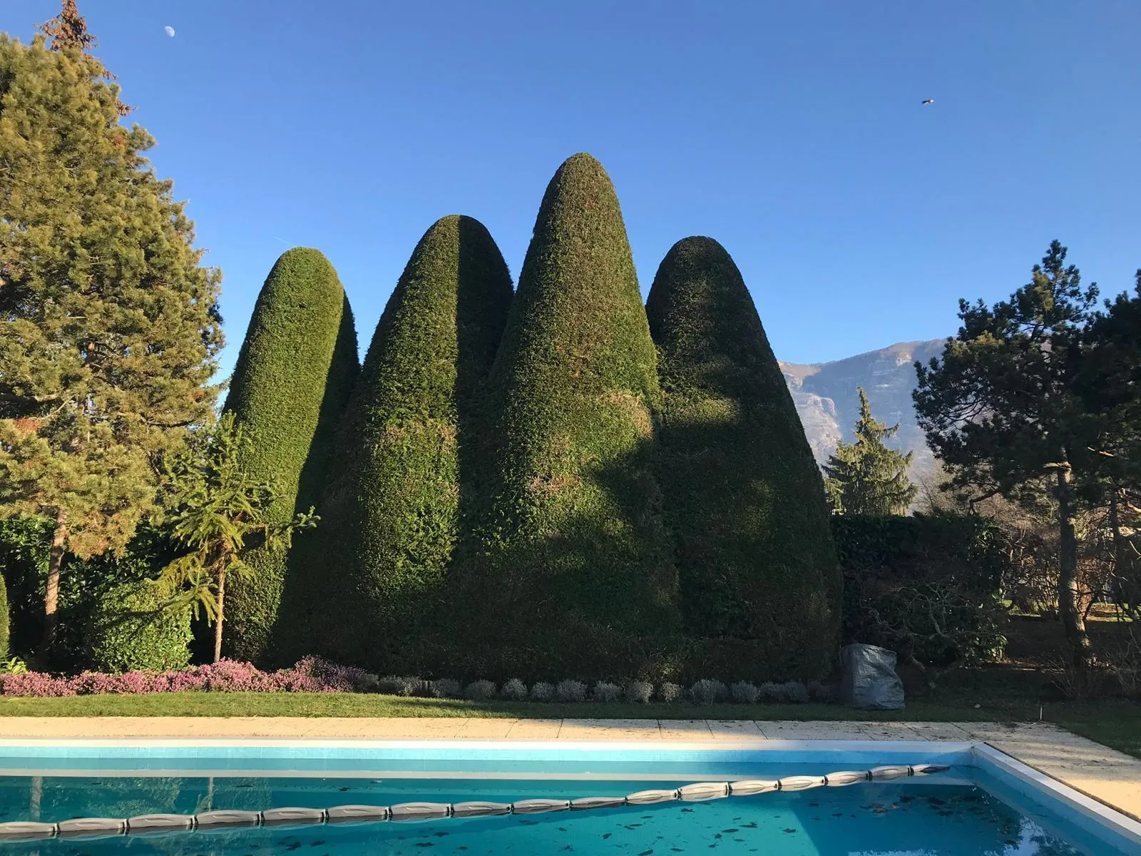 Ifs taillés en cônes géants au bord d’une piscine